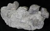 Platystrophia Brachiopods Fossil From Kentucky #21812-1